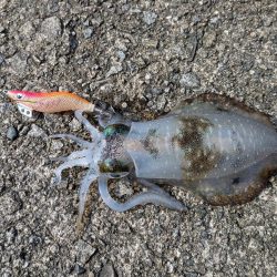 朝マズメの短時間勝負